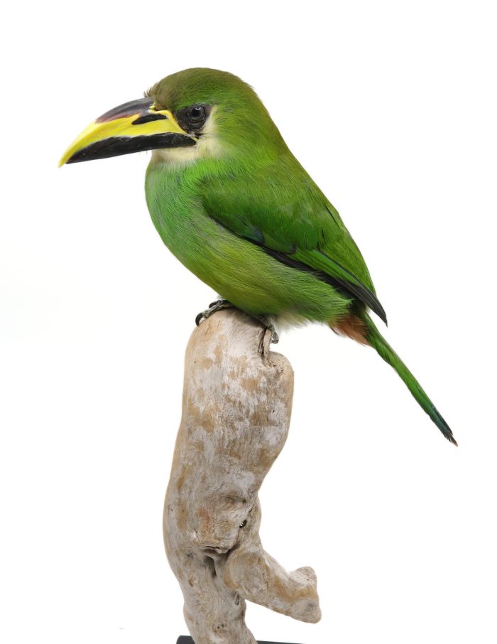 Bird Taxidermy Shop | Buy taxidermy and buy mounted birds | Koop opgezette vogels | Opgezette vogels te koop | Taxidermied Taxidermy emerald toucanet for sale | Opgezette toekan te koop | Opgezette vogel te koop