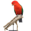 Bird Taxidermy Shop | Buy taxidermy and buy mounted birds | Koop opgezette vogels | Opgezette vogels te koop | Taxidermied Taxidermy kingparrot for sale | Opgezette koningsparkiet te koop | Opgezette vogel te koop