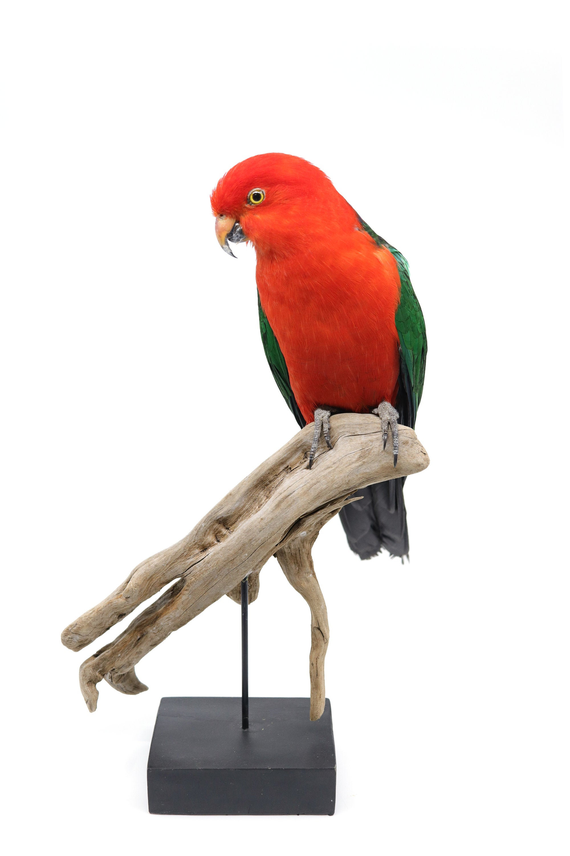 Bird Taxidermy Shop Mounted king parrot opgezette parkiet