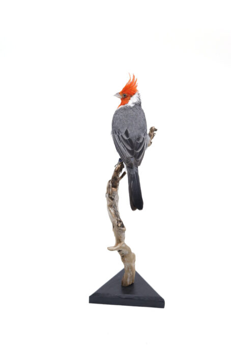 Bird Taxidermy Shop | Buy taxidermy and buy mounted birds | Koop opgezette vogels | Opgezette vogels te koop | Taxidermied Taxidermy red-crested cardinal for sale | Opgezette roodkuif kardinaal te koop | Opgezette vogel te koop