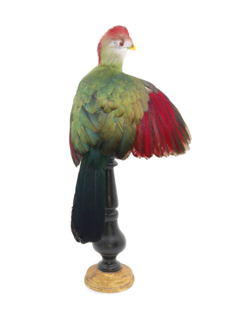 Bird Taxidermy Shop | Buy taxidermy and buy mounted birds | Koop opgezette vogels | Opgezette vogels te koop | Taxidermied Taxidermy red-crested turaco for sale | Opgezette toerako te koop | Opgezette vogel te koop