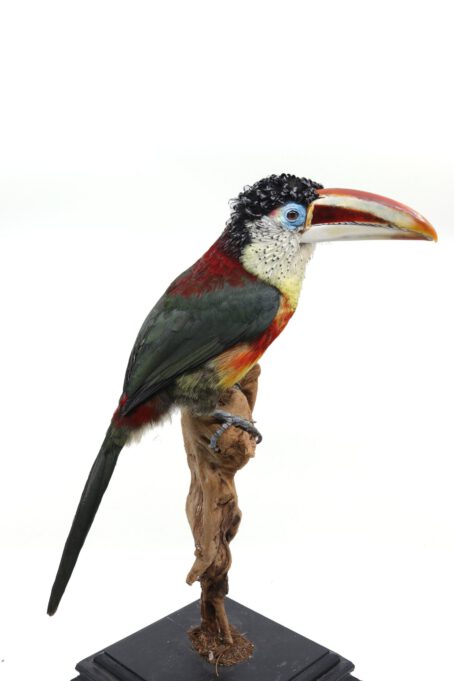 Bird taxidermy shop | Mounted curl-crested aracari toucan - opgezette toekan
