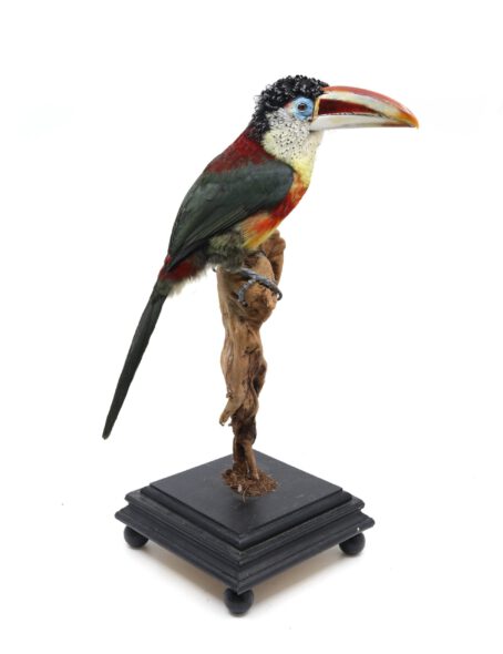 Bird taxidermy shop | Mounted curl-crested aracari toucan - opgezette toekan