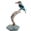 Bird Taxidermy Shop | Mounted woodland kingfisher | Opgezette ijsvogel |