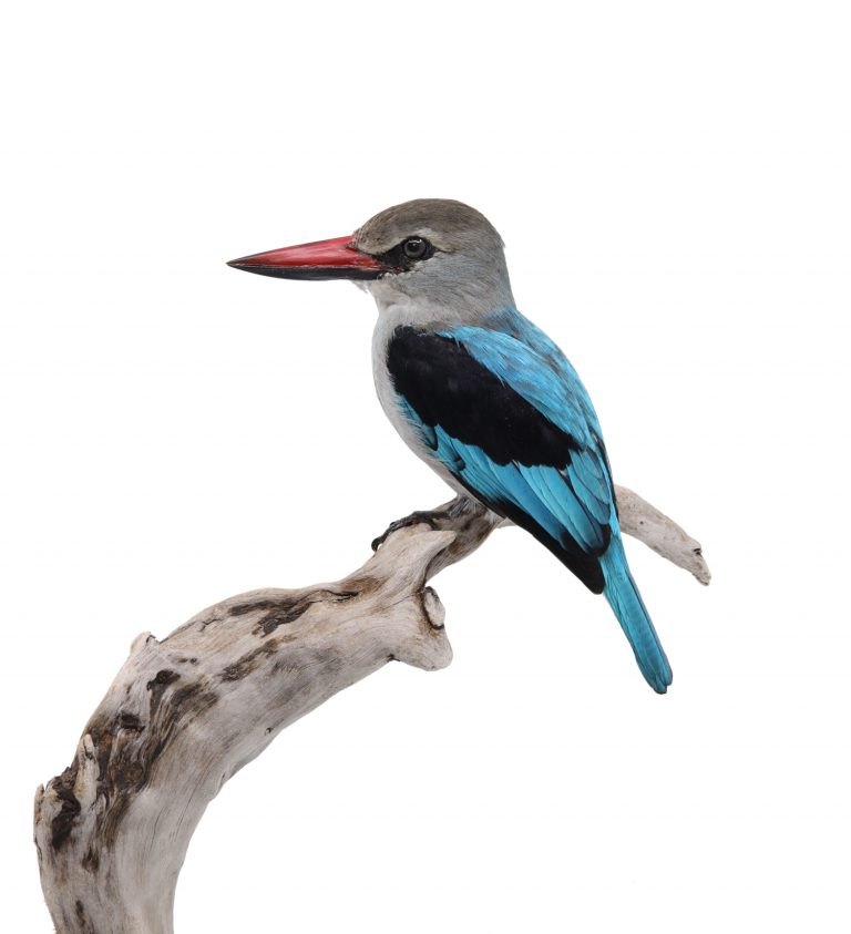 stuffed kingfisher taxidermy