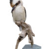Buy the finest quality bird taxidermy here | Bird Taxidermy Shop Mounted laughing kookaburra | Opgezette ijsvogel kookaburra |