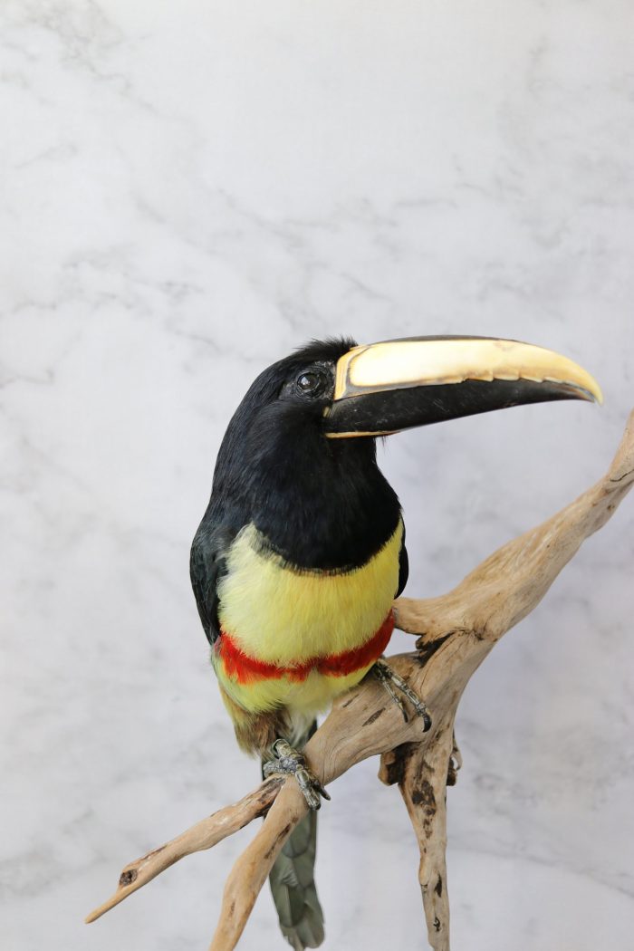 Bird Taxidermy Shop | Mounted aracari toucan | Opgezette arassari toekan |
