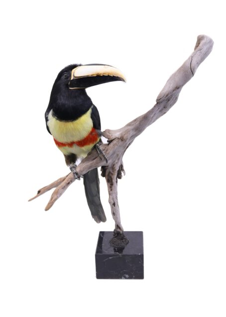 Bird Taxidermy Shop | Mounted aracari toucan | Opgezette arassari toekan |