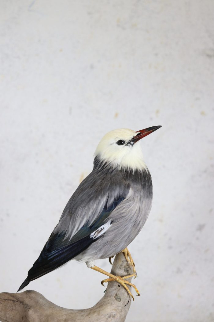 Bird Taxidermy Shop | Mounted red-billed starling | Opgezette spreeuw zijdespreeuw |