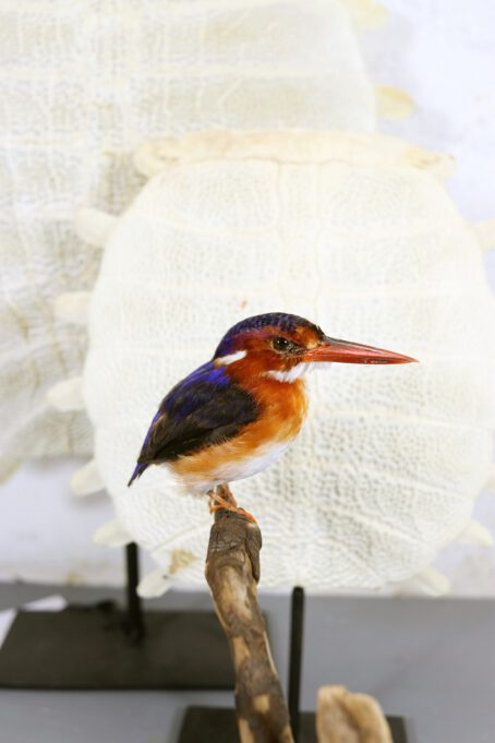 Bird Taxidermy Shop | Mounted kingfisher | Opgezette ijsvogel