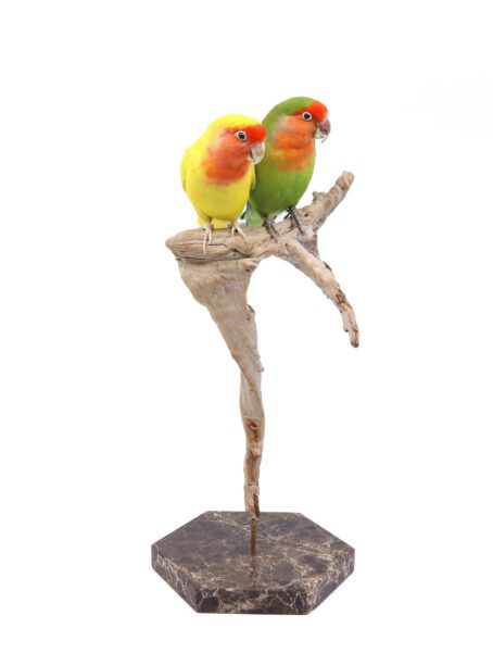 Bird Taxidermy Shop | Taxidermy lovebird couple | Opgezet agapornis koppel |