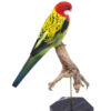 Bird Taxidermy Shop | | Taxidermy rosella | Opgezette rosella parkiet | stuffed parrot