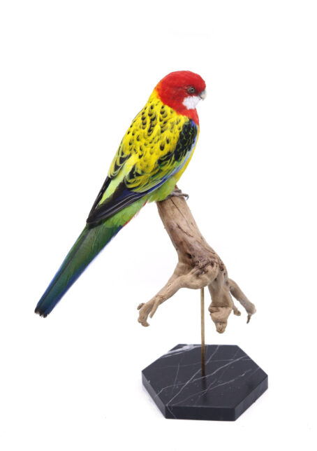 Bird Taxidermy Shop | | Taxidermy rosella | Opgezette rosella parkiet | stuffed parrot