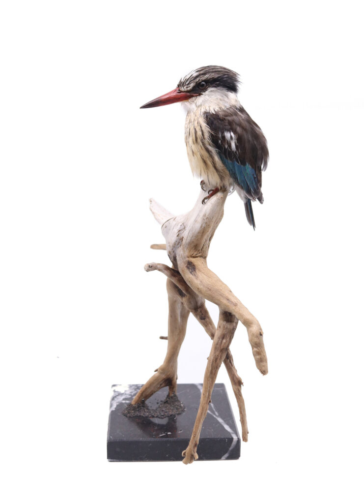 stuffed kingfisher taxidermy