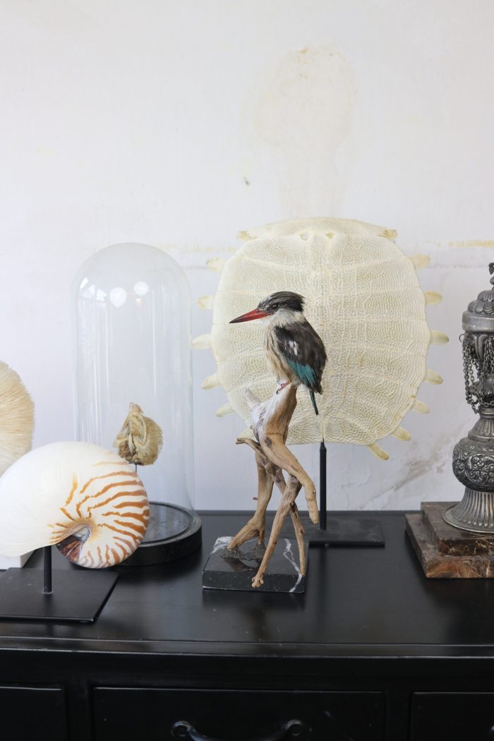 Bird Taxidermy Shop | | Taxidermy brown-hooded kingfisher | Opgezette ijsvogel |
