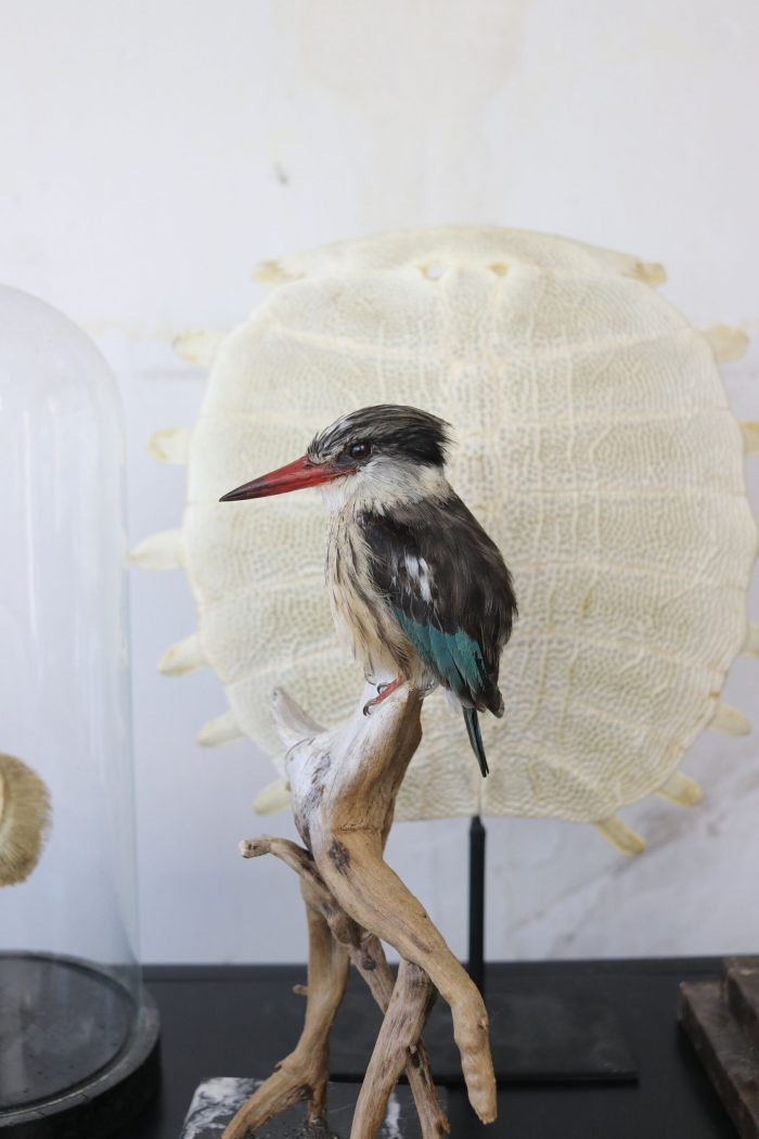 Bird Taxidermy Shop | | Taxidermy brown-hooded kingfisher | Opgezette ijsvogel |