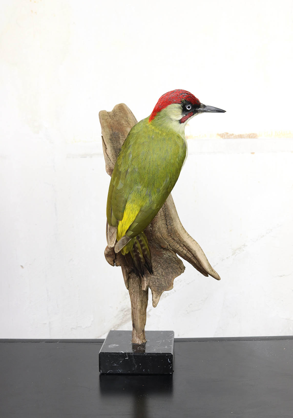 green woodpecker taxidermy