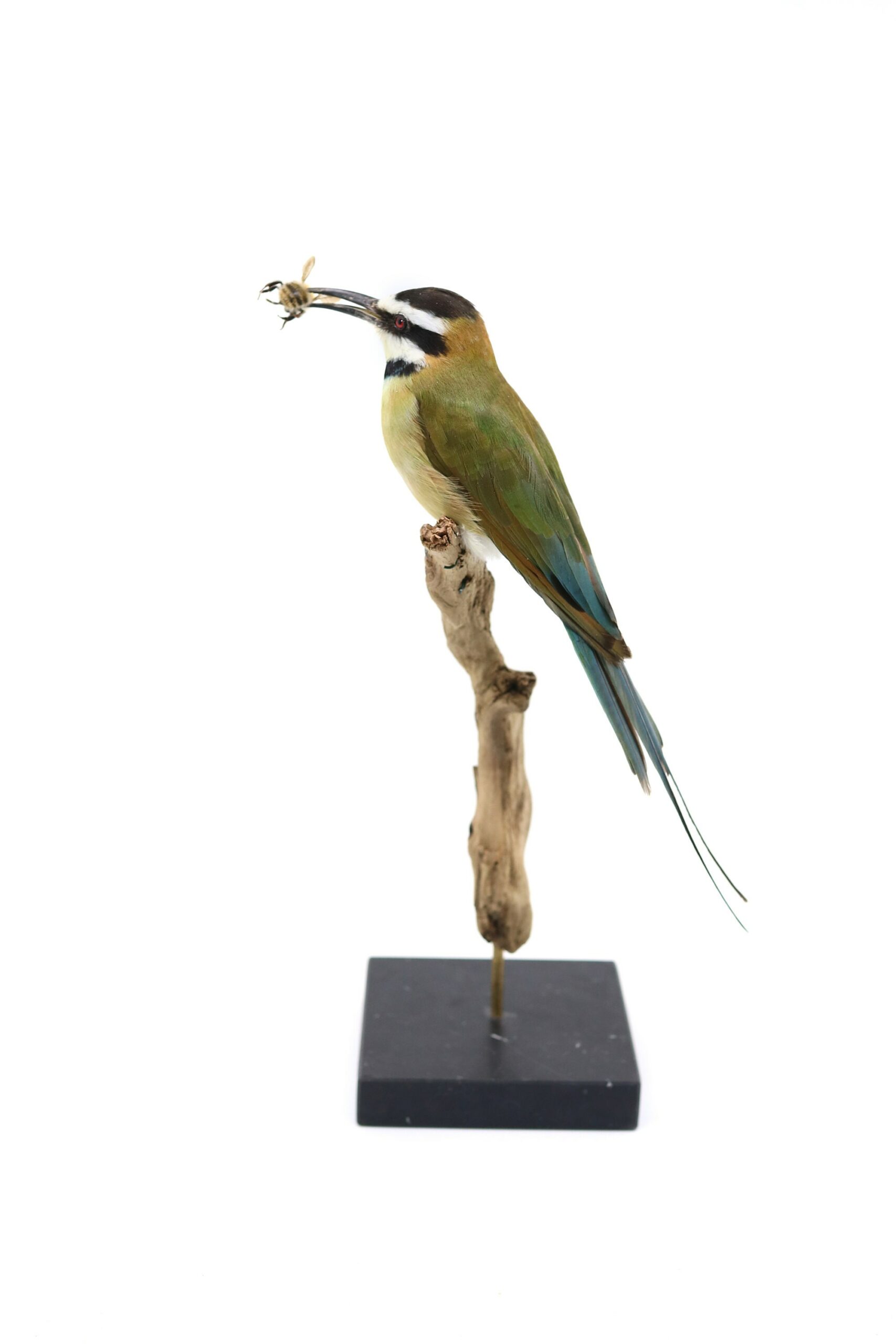real taxidermy white-throated bee-eater  / mounted stuffed bird / taxidermied / opgezette vogel tropical