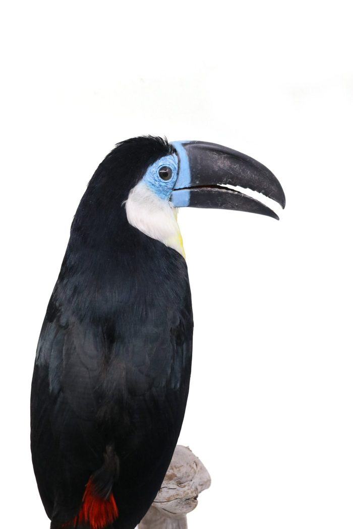 Professional mounted channel billed toucan | Opgezette groefsnavel toekan |