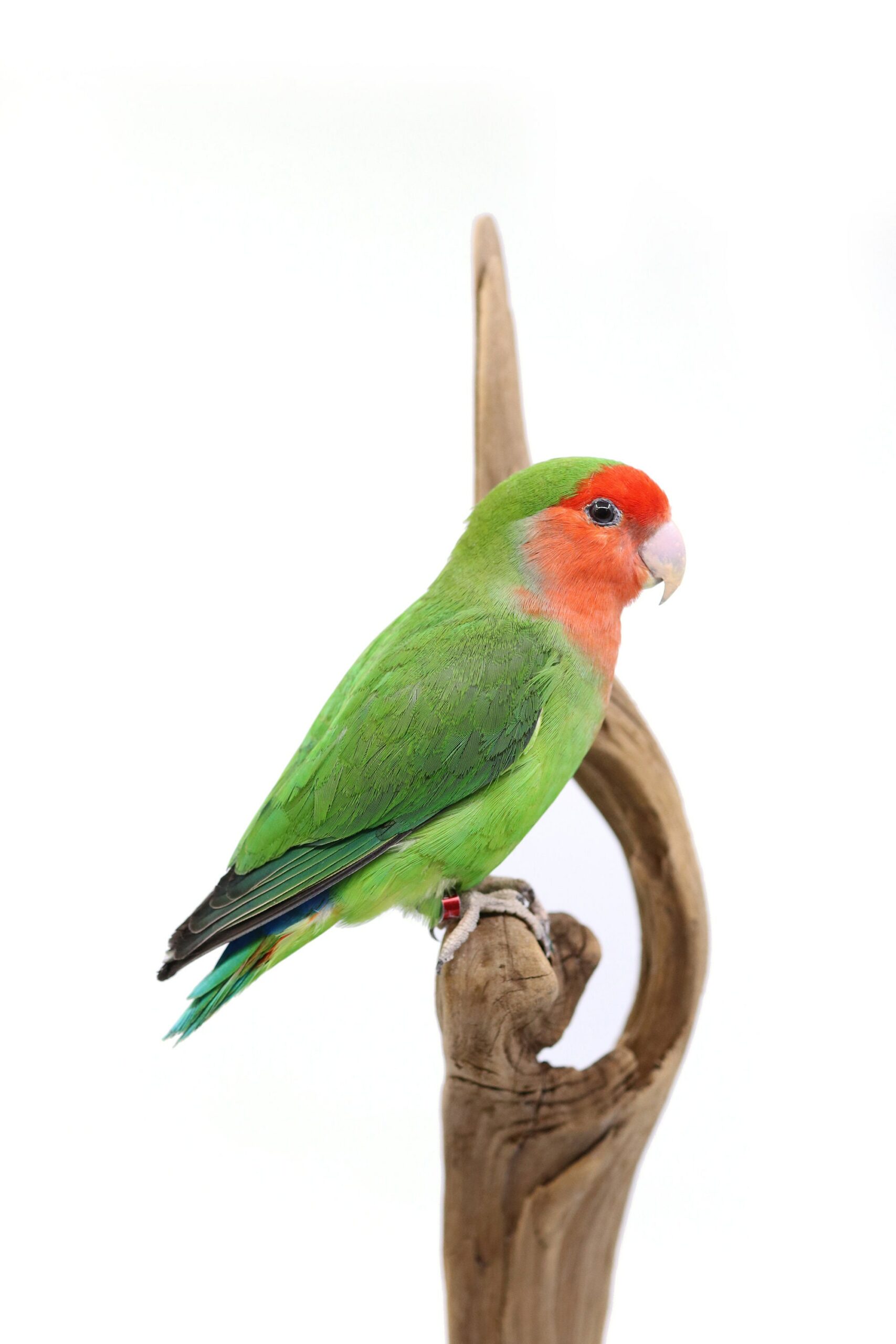 New professional taxidermy Rosy-faced lovebird  / mounted stuffed bird / taxidermied / opgezette vogel love bird agapornis