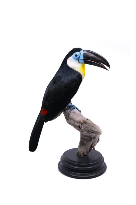 Taxidermy channel billed toucan | Opgezette groefsnavel toekan |