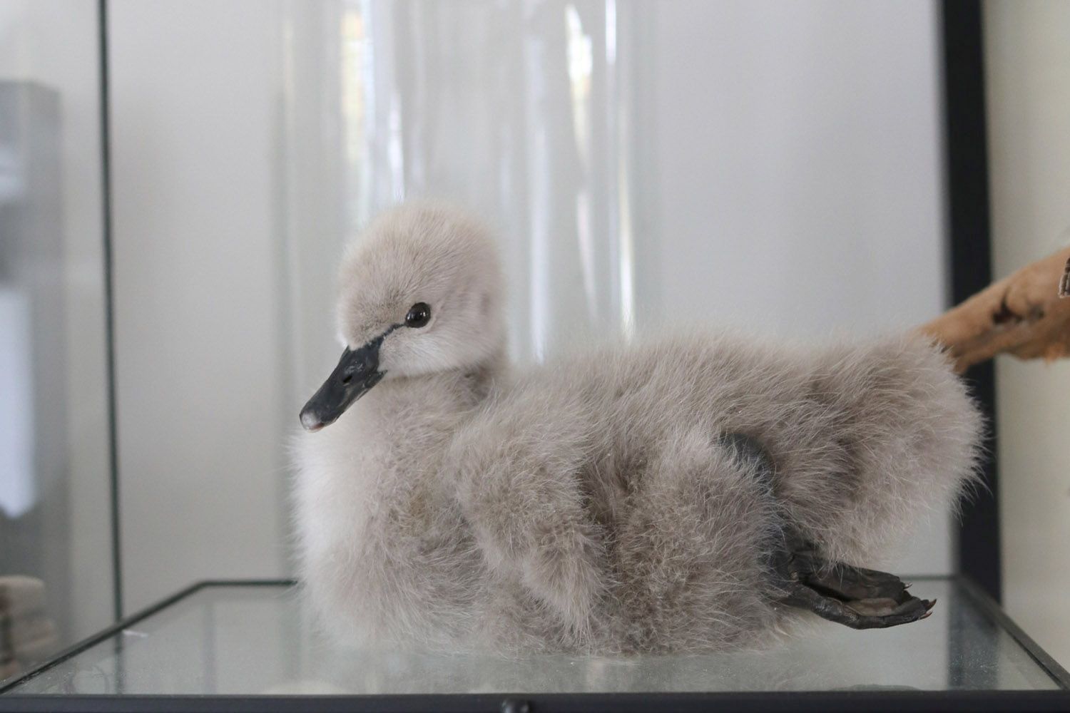 Home - DF Taxidermy - quality bird mounts | professionele vogel ...