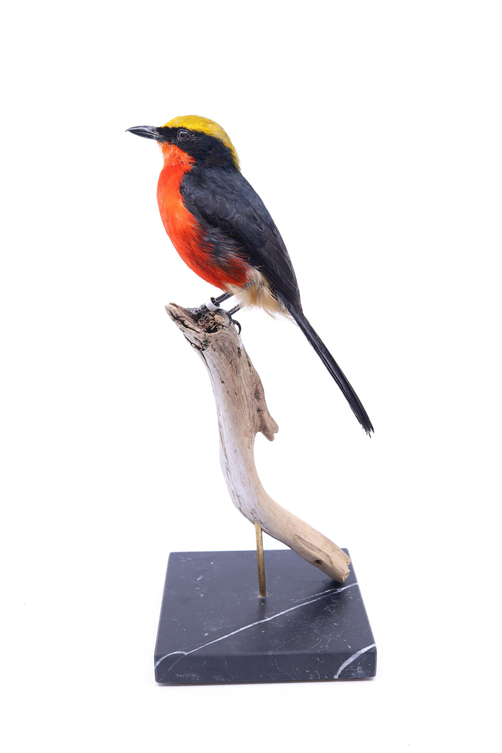 Bird Taxidermy Shop | Mounted Yellow-crowned gonolek | Opgezette vogel |