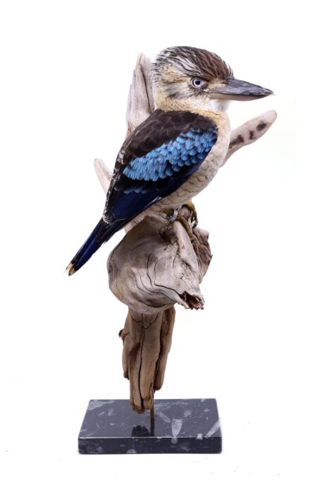 Bird Taxidermy Shop | Mounted Blue-winged kookaburra | Opgezette ijsvogel |