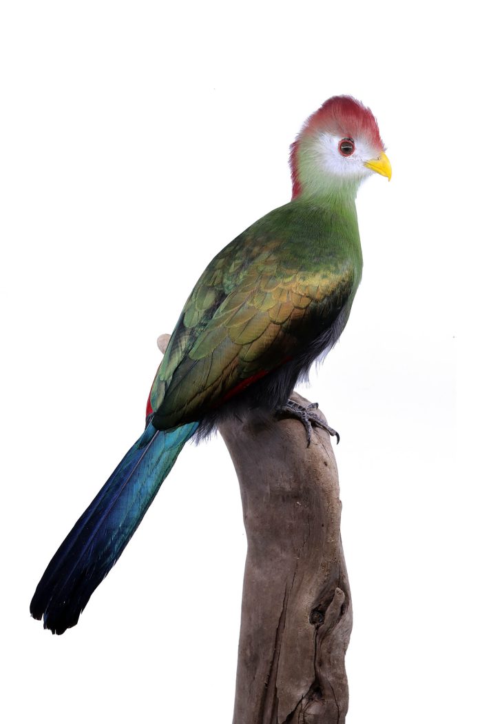 Bird Taxidermy | Mounted Red-crested turaco | Opgezette toerako |