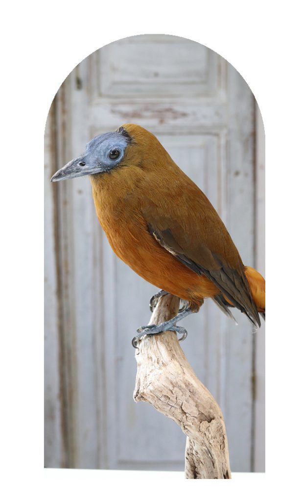How do you mount a bird? - DF Taxidermy - quality bird mounts