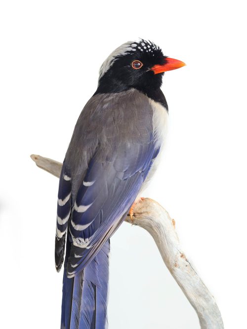 Red-billed magpie