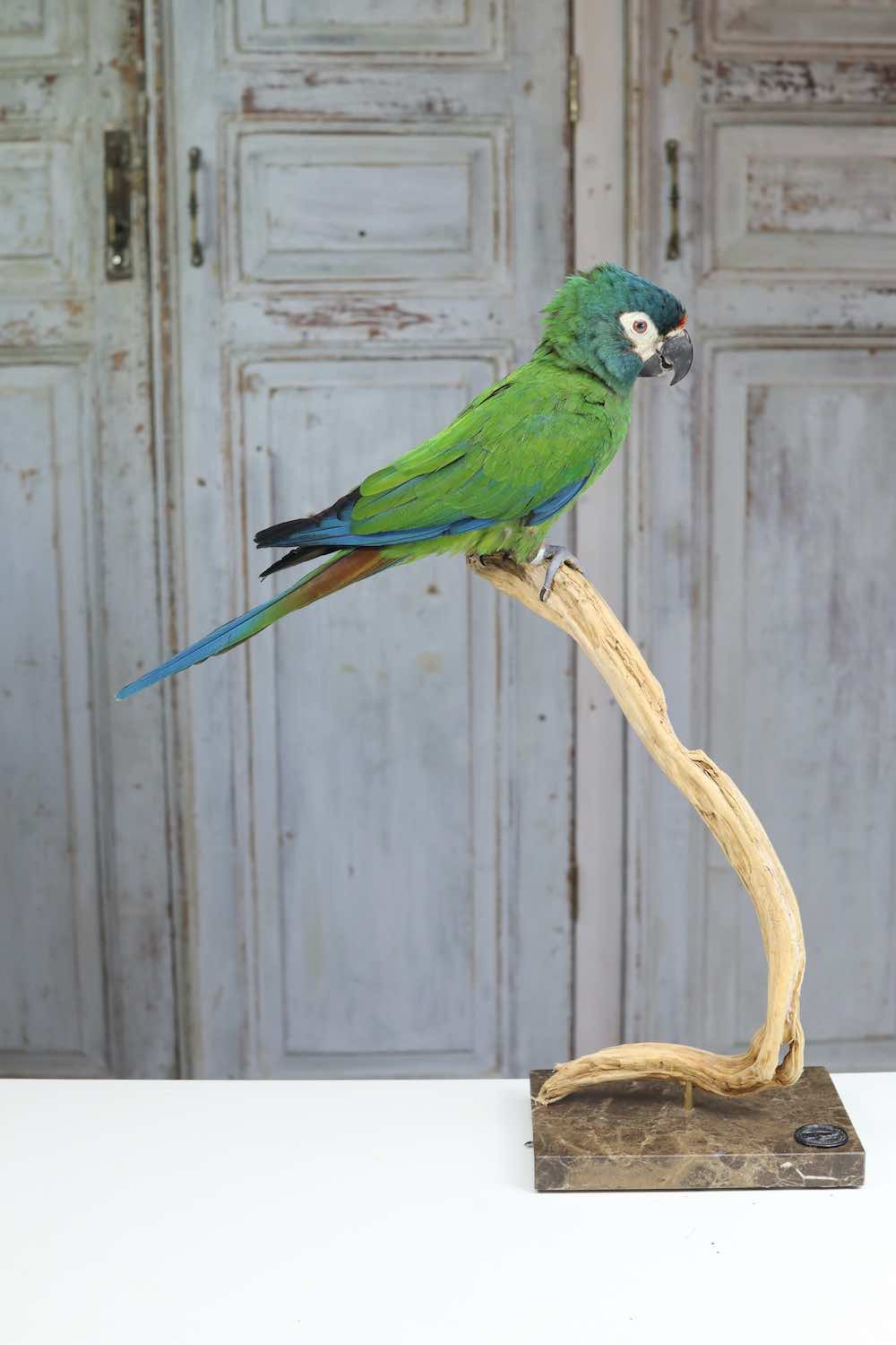 opgezette ara te koop | taxidermy macaw for sale