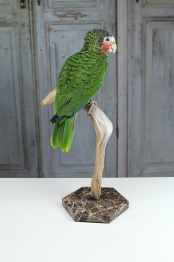 Opgezette cuba amazone papegaai vogel | taxidermy cuba amazon parrot