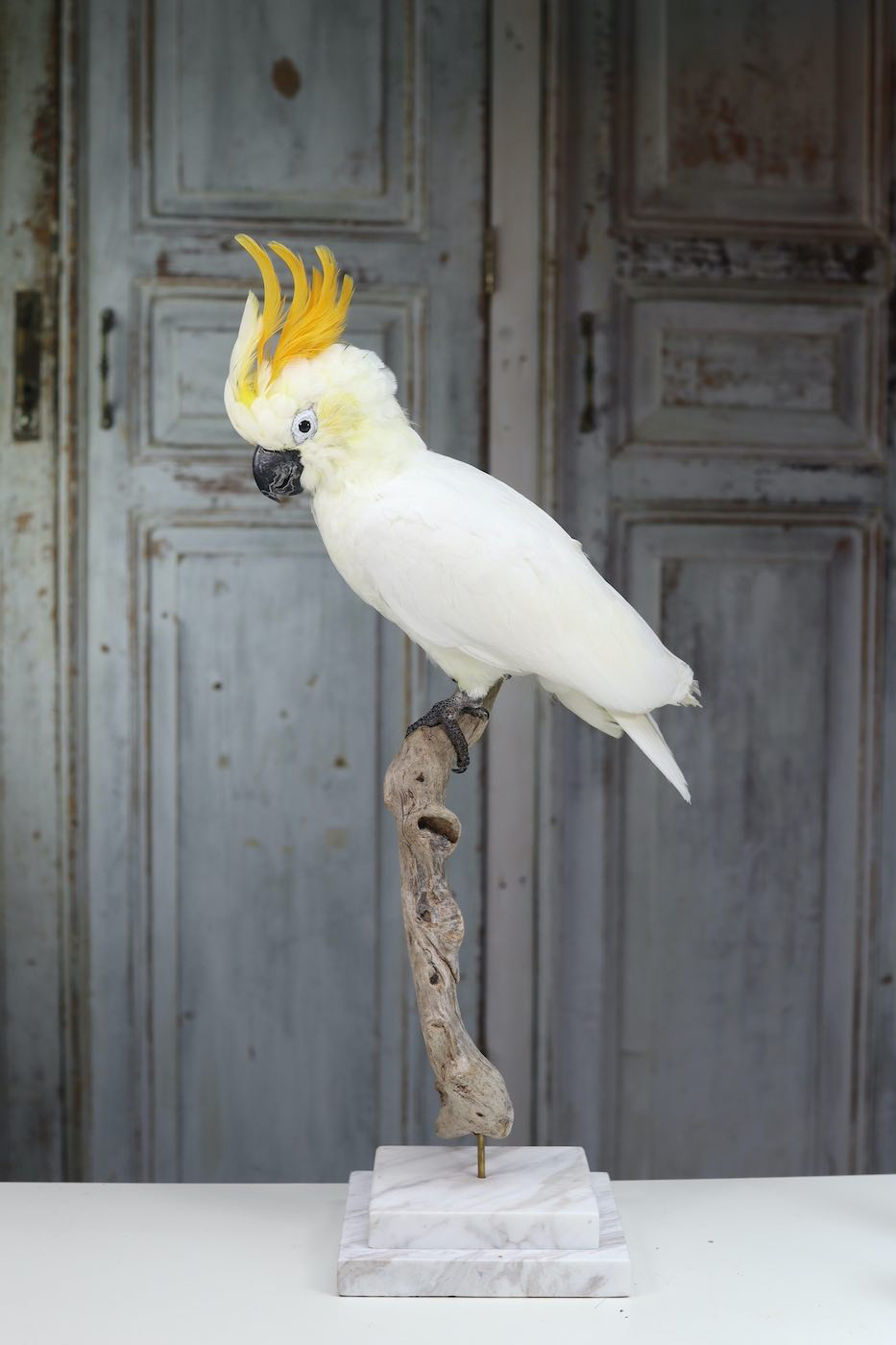 opgezette geelkuif kaketoe vogel | taxidermy cockatoo stuffed bird