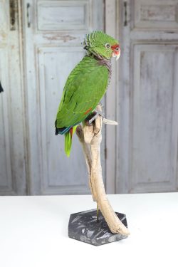 opgezette amazone papegaai wijnborst | taxidermy vinaceous breasted parrot