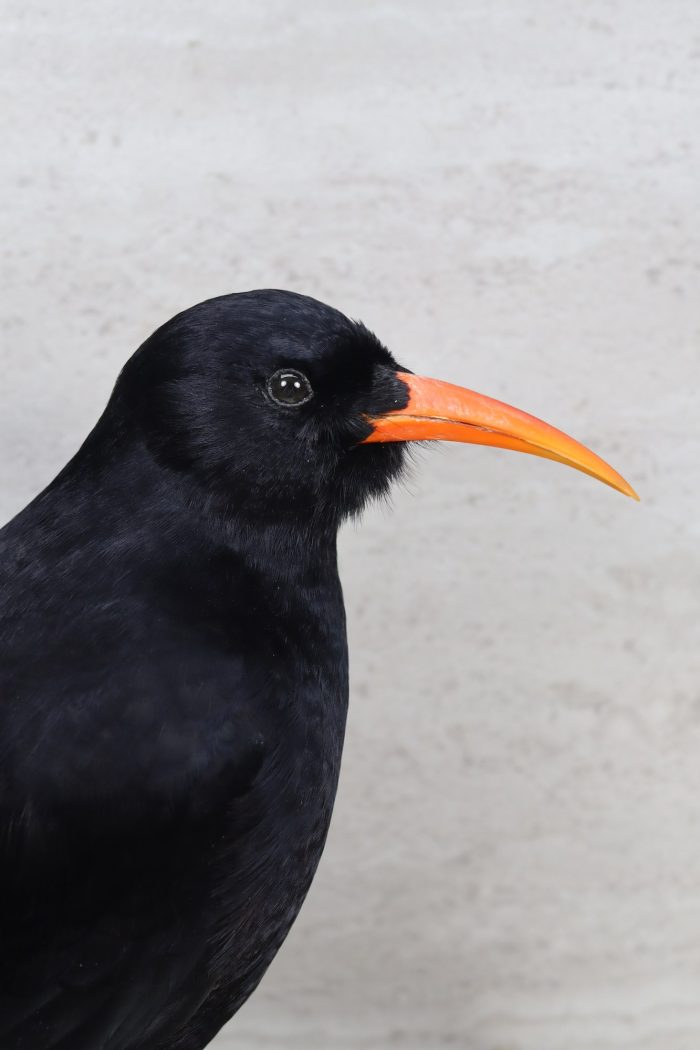 Red-billed chough