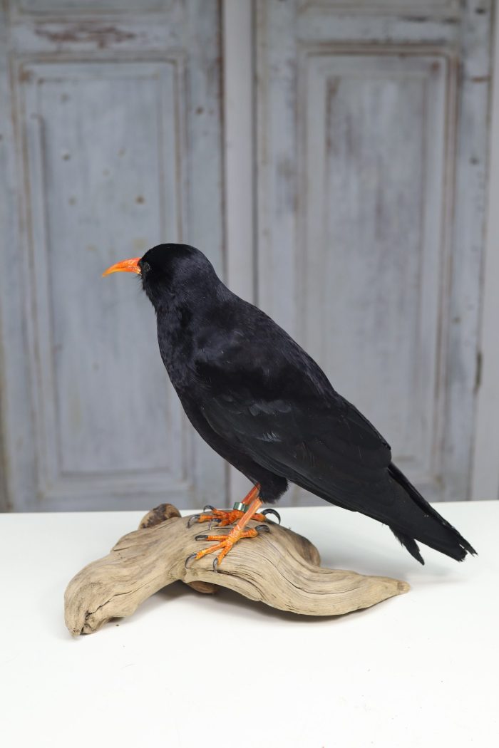 Red-billed chough - Image 2