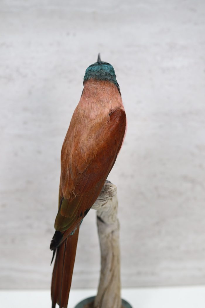 Carmine bee-eater - Image 3