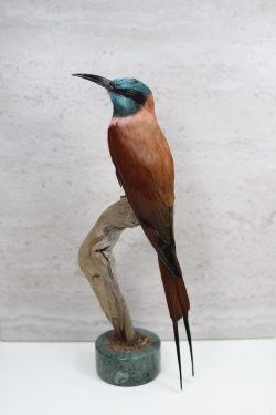 taxidermy Carmine Bee-Eater on marble base.