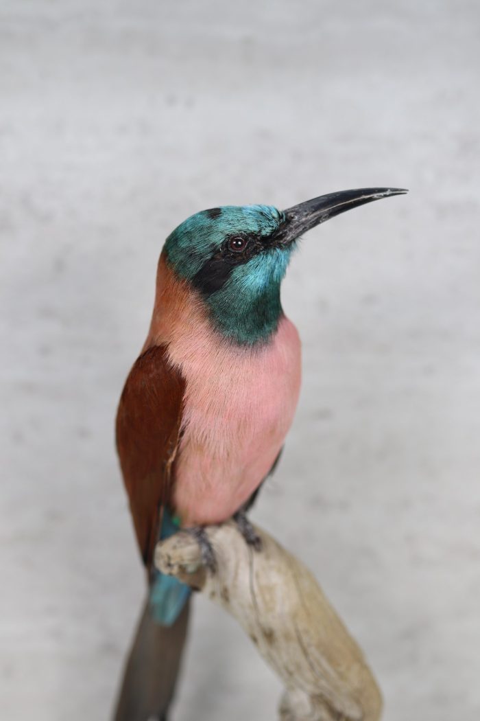 Carmine bee-eater - Image 5