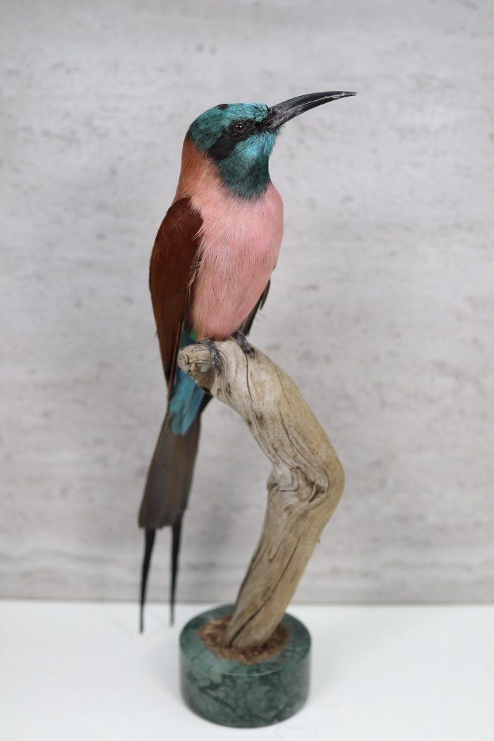 Carmine bee-eater - Image 2