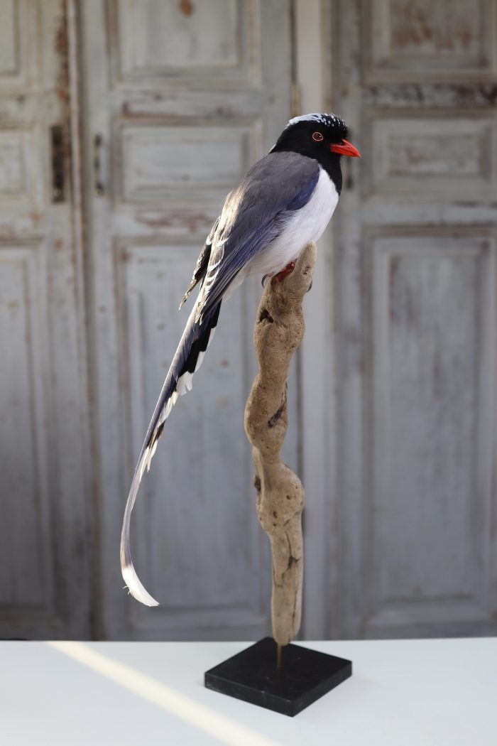 Red-billed magpie - Image 2