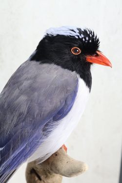 Red-billed magpie taxidermy on marble base