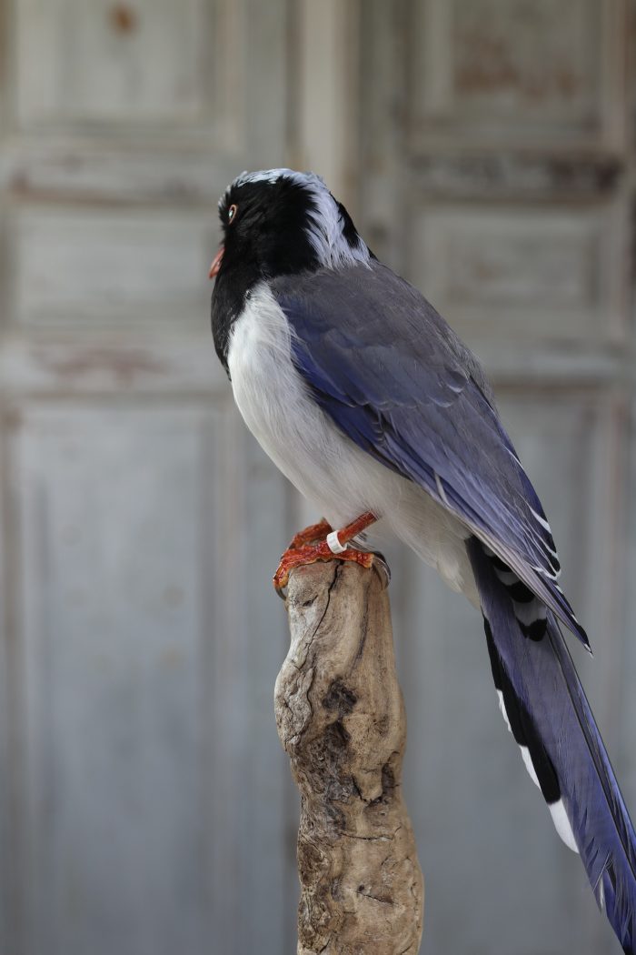 Red-billed magpie - Image 3