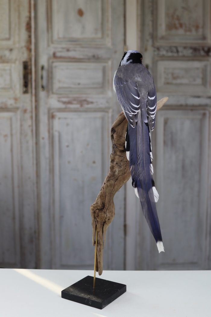 Red-billed magpie - Image 4