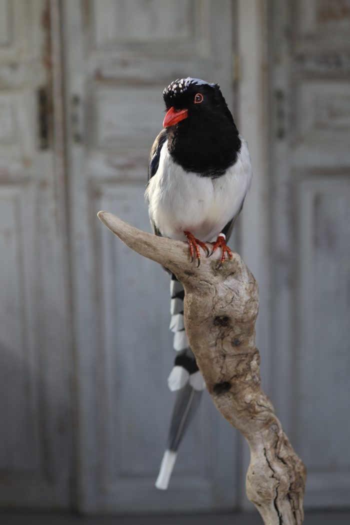 Red-billed magpie - Image 5