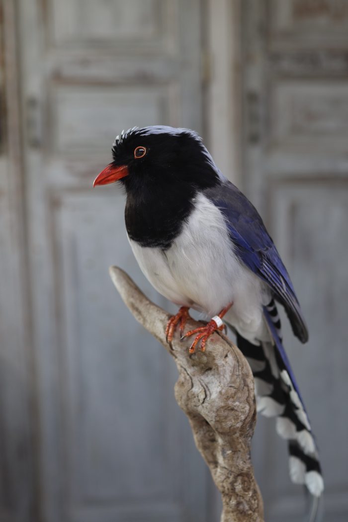 Red-billed magpie - Image 6