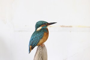 Daniëlle Frenken place picture