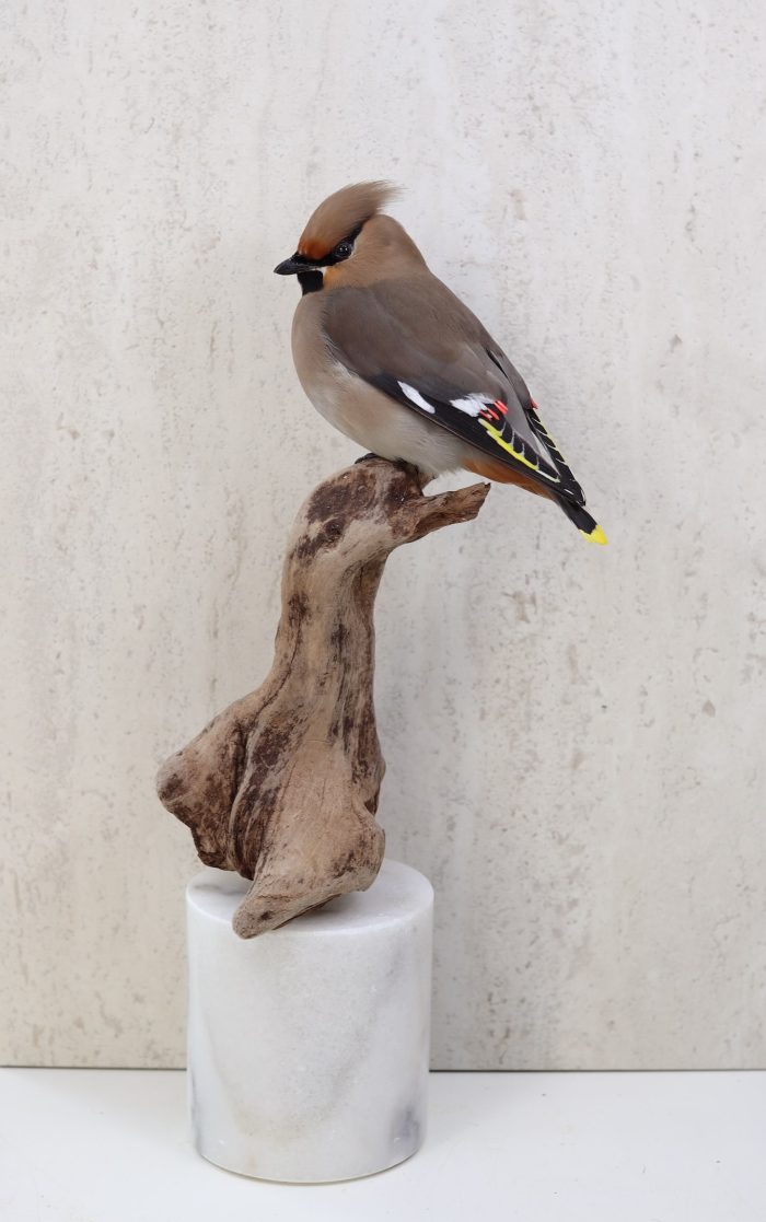 Bohemian Waxwing - Image 3