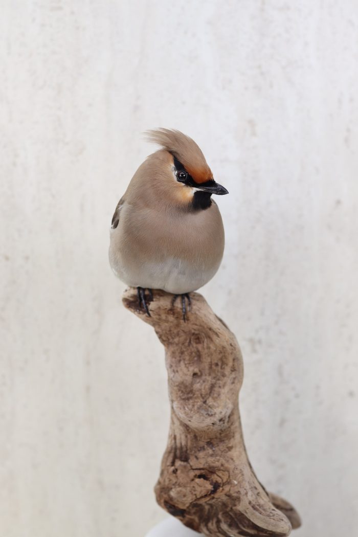 Bohemian Waxwing - Image 4